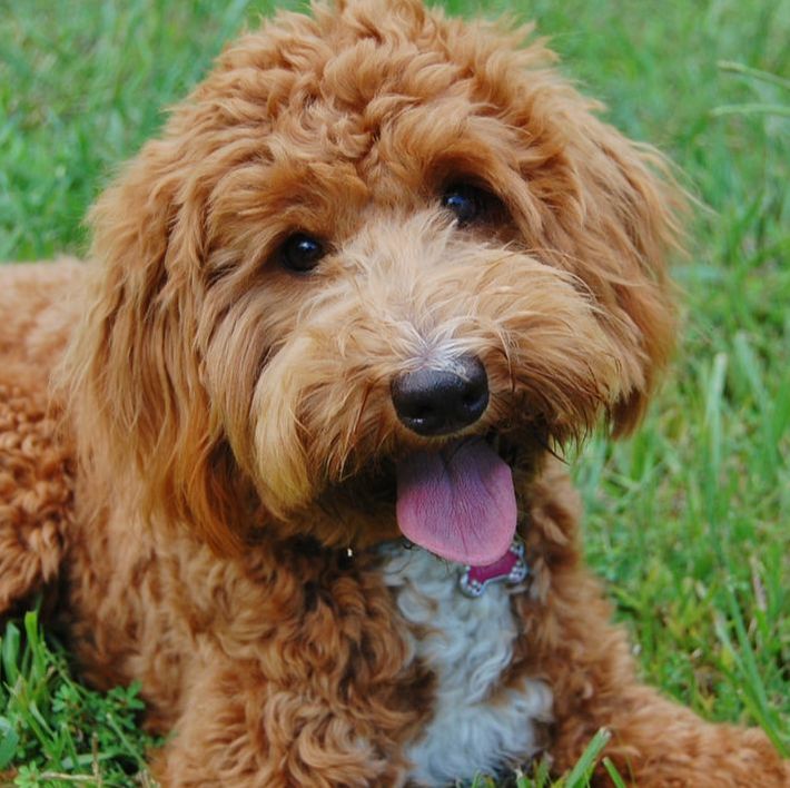 red goldendoodle for sale near me